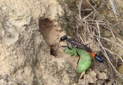 Ammophila sabulosa