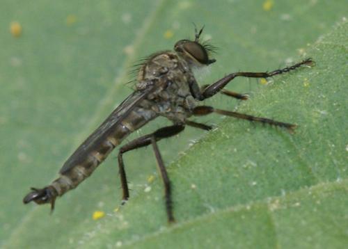 Machimus lacinulatus