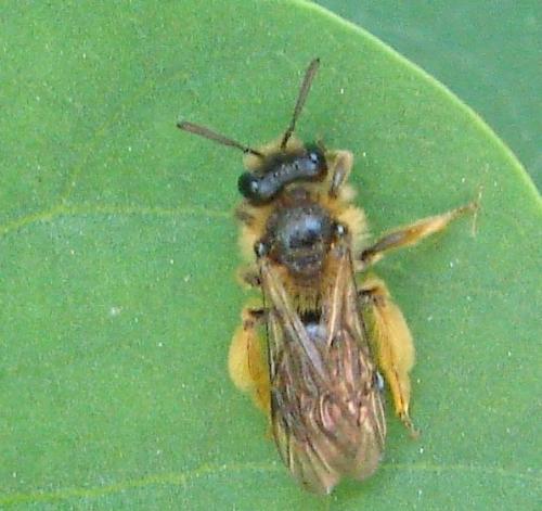 Andrena sp.