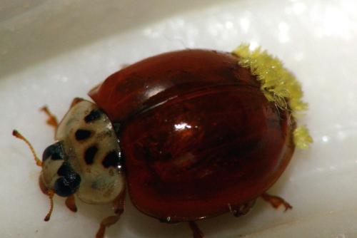 Harmonia axyridis