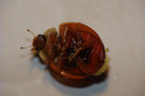 Harmonia axyridis
