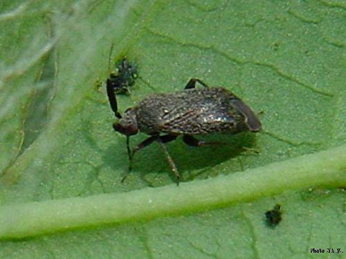 Atractotomus sp.
