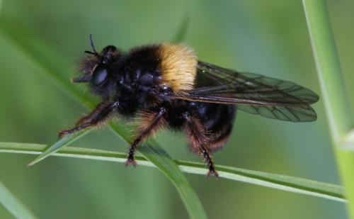 Réf. 65 492 : Laphria ephippium