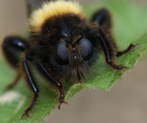 Réf. 65 493 : Laphria ephippium