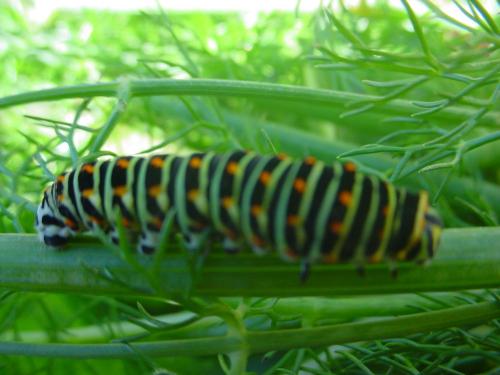 Papilio machaon