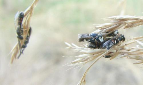 Hylaeus sp.