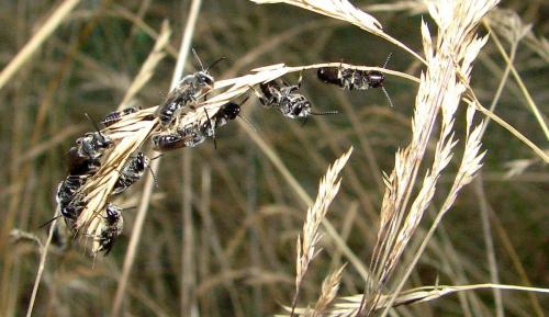 Lasioglossum sp.