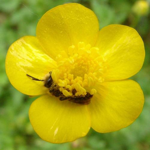 Andrena ranunculi