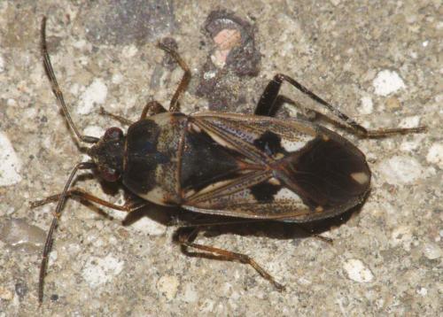 Réf. 65 165 : Rhyparochromus vulgaris