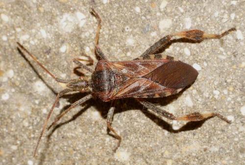 Réf. 65 124 : Leptoglossus occidentalis