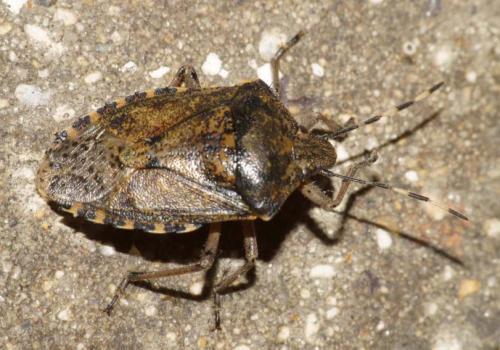 Réf. 65 166 : Rhaphigaster nebulosa