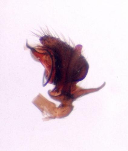 Réf. 65 282 : Trichoncus vasconicus