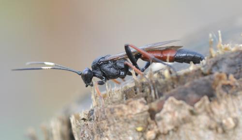 Réf. 65 671 : Stenichneumon culpator