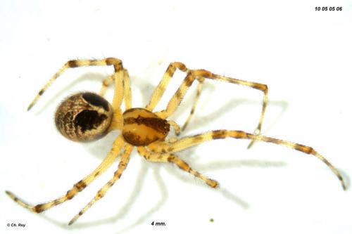 Theridion pictum