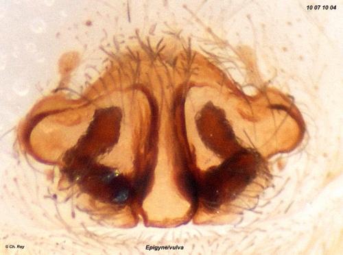 Pardosa pullata
