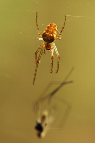 Metellina sp.