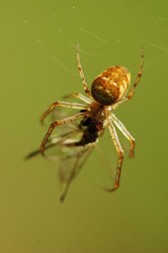 Metellina sp.