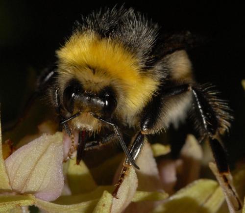 Réf. 65 014 : Bombus lucorum