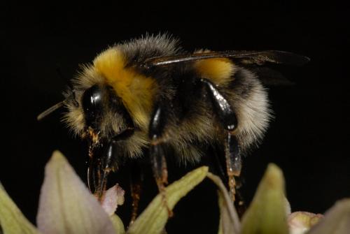 Réf. 65 015 : Bombus lucorum
