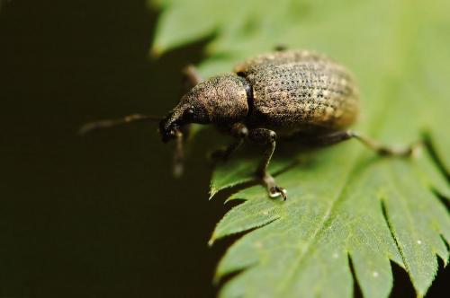 Liophloeus tessulatus