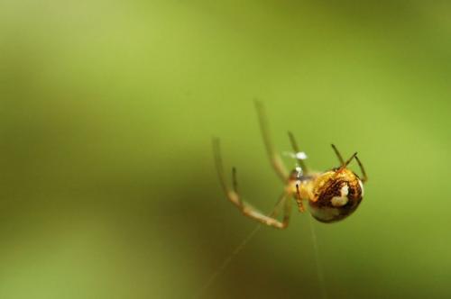 Metellina sp.