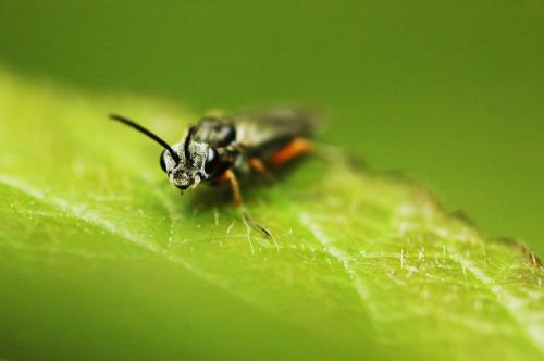 Dolerus sp.
