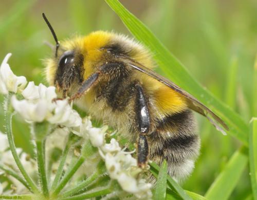 Réf. 65 888 : Bombus lucorum