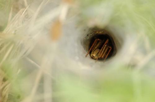 Agelena labyrinthica