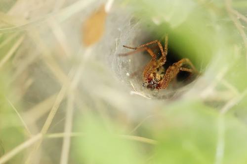 Agelena labyrinthica