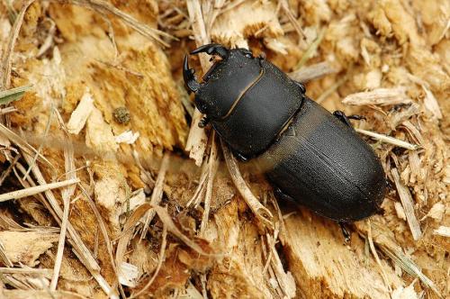 Réf. 65 719 : Dorcus parallelipipedus