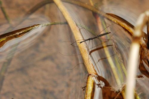 Hydrometra stagnorum