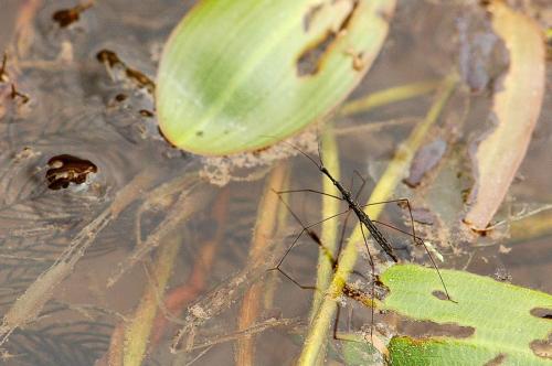 Hydrometra stagnorum