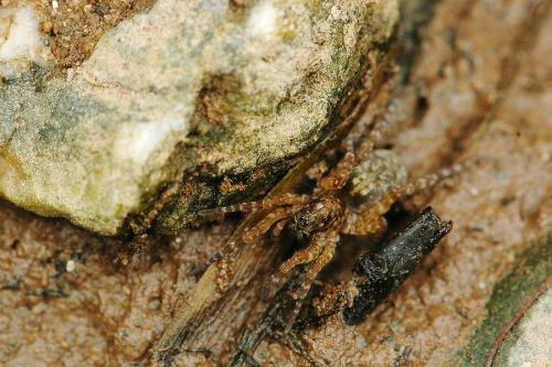Arctosa sp.