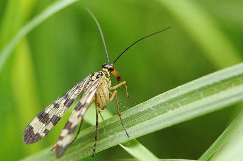 Panorpa sp.