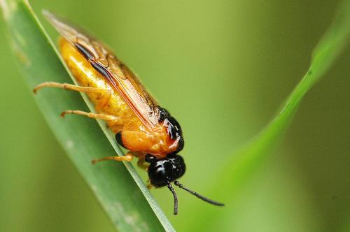 Selandria serva