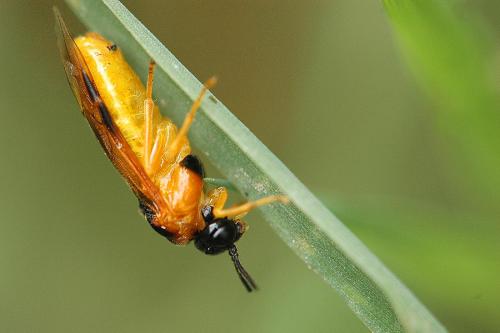 Selandria serva