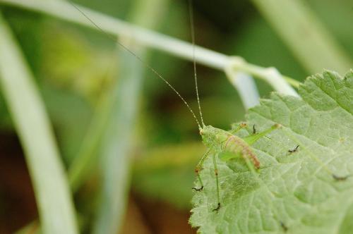 Réf. 65 957 : Phaneroptera sp.