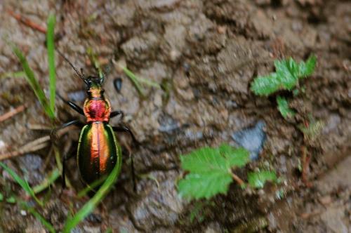 Carabus splendens