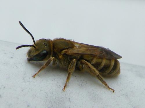 Seladonia subaurata