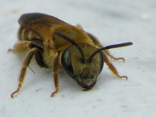 Seladonia subaurata