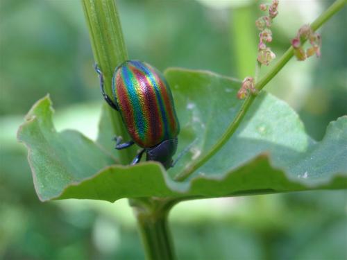 Oreina speciosa