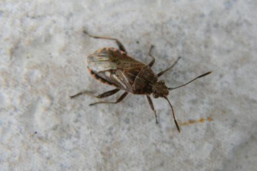 Stictopleurus punctatonervosus