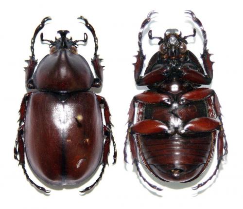 Réf. 65 891 : Xylotrupes socrates