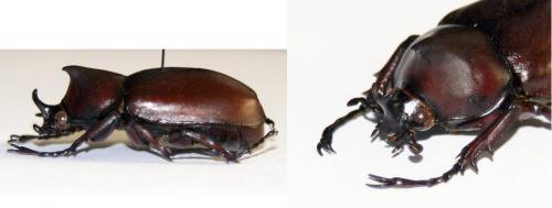 Réf. 65 892 : Xylotrupes socrates