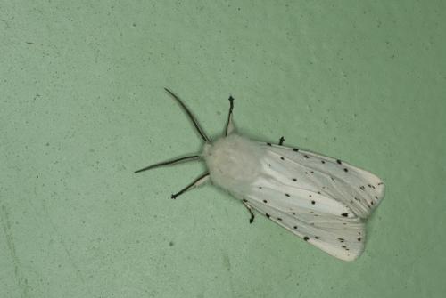 Spilosoma lubricipeda