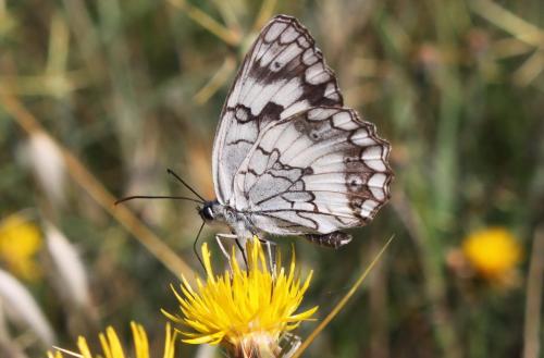 Melanargia larissa