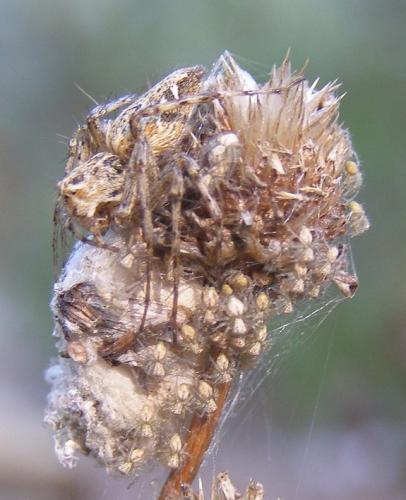 Oxyopes heterophthalmus