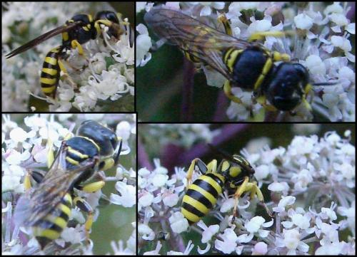 Ectemnius lituratus