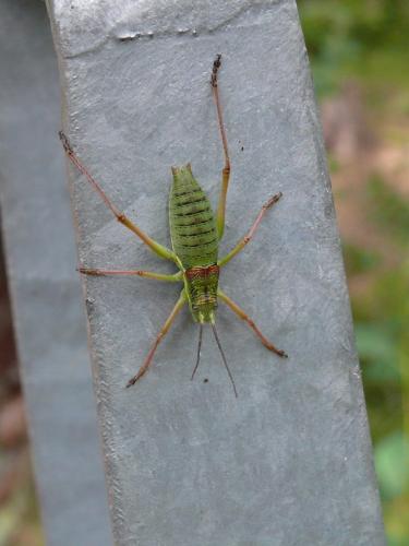 Ephippiger diurnus diurnus