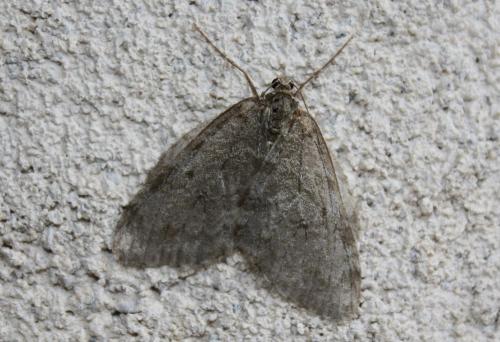 Epirrita sp.